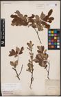 Foto von Salix aurita L. x Salix lapponum L.